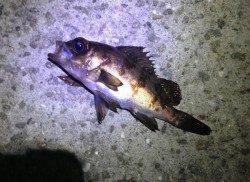 福良湾　前日に続いてのメバリング釣行