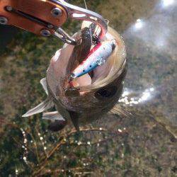 高砂埋立地　好調な石津川へシーバス釣行