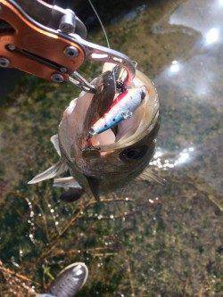 高砂埋立地　好調な石津川へシーバス釣行