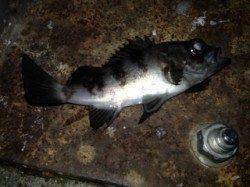 福良湾でのメバリング釣果