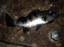 福良湾でのメバリング釣果