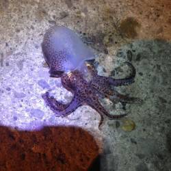 小島、メバル狙いで釣れたのは・・・