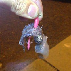 小島、メバル狙いで釣れたのは・・・