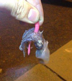 小島、メバル狙いで釣れたのは・・・