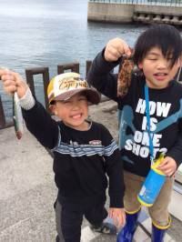 マリーナシティ、サビキでベラ・ガシラ・豆イ…