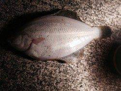 須磨エリア、投げ釣り2投目でカレイをGET！