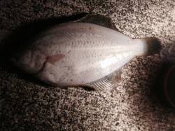 須磨エリア、投げ釣り2投目でカレイをGET…