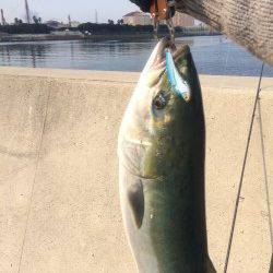 石津川河口でなんと！　メジロ釣りました！！