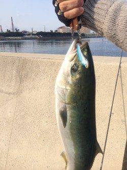 石津川河口でなんと！　メジロ釣りました！！