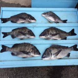 マリーナシティ海釣り公園、良型含むチヌ9匹の釣果☆