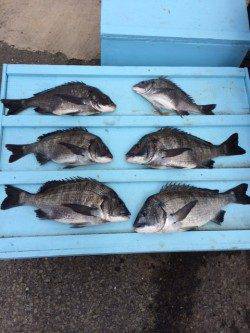 マリーナシティ海釣り公園、良型含むチヌ9匹の釣果☆