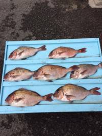 マリーナシティ海洋釣堀、寒いけど釣れました…