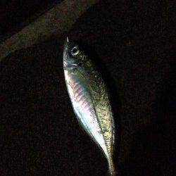 日置川河口でアジング、多少スレてきているかも？