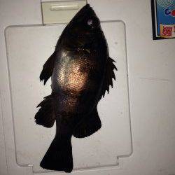 一瞬の時合いでの釣果〜明石港メバリング