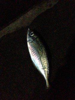 日置川河口でアジング、多少スレてきているかも？