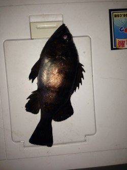 一瞬の時合いでの釣果〜明石港メバリング