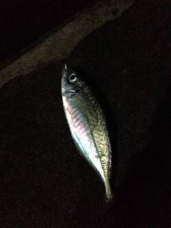 日置川河口でアジング、多少スレてきているか…