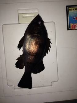 一瞬の時合いでの釣果〜明石港メバリング