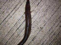 武庫川河口で久しぶりにアナゴ狙い