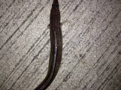 武庫川河口で久しぶりにアナゴ狙い