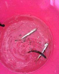 マリーナシティ海釣り公園、イワシも釣れています