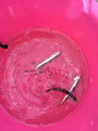 マリーナシティ海釣り公園、イワシも釣れています