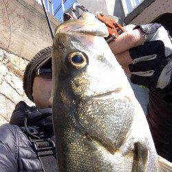 高砂埋立地　好調な石津川へシーバス釣行