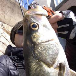 高砂埋立地　好調な石津川へシーバス釣行