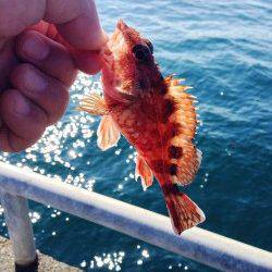 淡路島・田尻のメガフロートにて胴突でガシラ