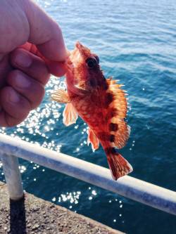 淡路島・田尻のメガフロートにて胴突でガシラ…