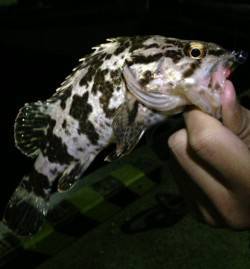 福良でメバリング、チャートカラーでポツポツ…