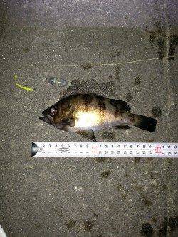 メバルの引き最高でした・新浜漁港メバリング