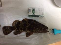 りんくう周辺でロックフィッシュ