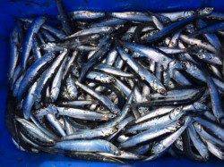 イワシのシーズン到来！大漁です♪