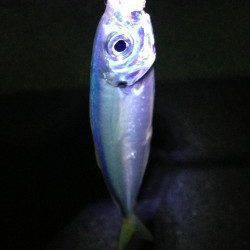 鯵を求めて田辺方面をランガン