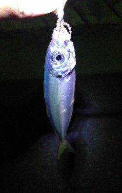 鯵を求めて田辺方面をランガン