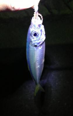 鯵を求めて田辺方面をランガン