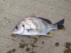 淀川河口でチニング〜粘ってキビレゲット