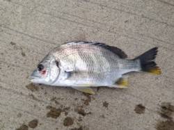 淀川河口でチニング〜粘ってキビレゲット