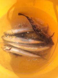 サビキでメバル&イワシ　マリーナシ…