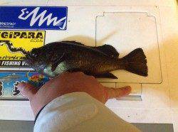 明石港メバリング、フォール中にヒット