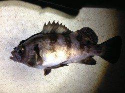 垂水漁港のメバリング、ドリフトの釣りでなんとか1匹