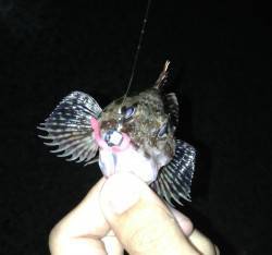 田杭漁港でメバル探索〜5分に1匹ペースでガ…