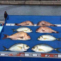 マリーナシティ海洋釣り堀、シマアジが釣れました！