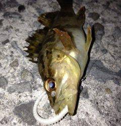 樽井漁港にて親子でメバリング〜タケノコメバルゲット！