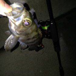 須磨メバリング、ジグ単中層でのヒットです