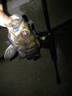 須磨メバリング、ジグ単中層でのヒットです