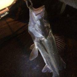 石津川河川シーバス、満足の一匹です