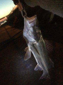 石津川河川シーバス、満足の一匹です