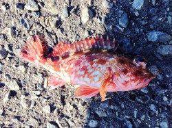 淡路島・田尻のメガフロートにて胴突でガシラ